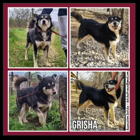Grisha