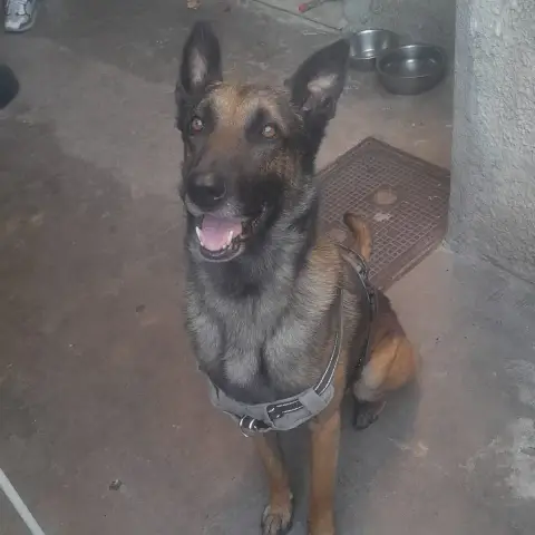 Roky photo 2