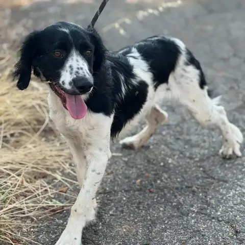 Domino photo 2