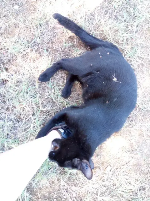Blackie En Action De Parrainage photo 2