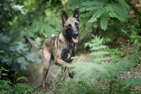 Drago photo 2