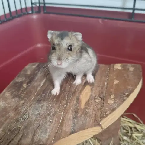 Pawmi
