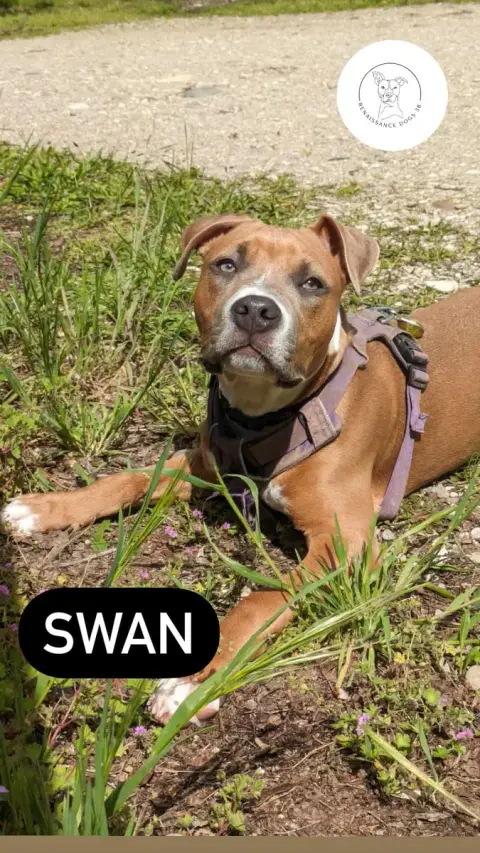 Swan