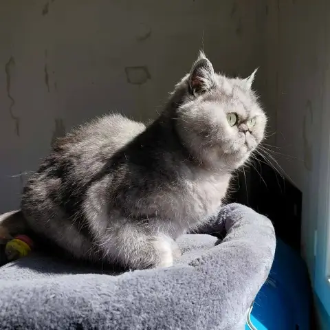 Beauté