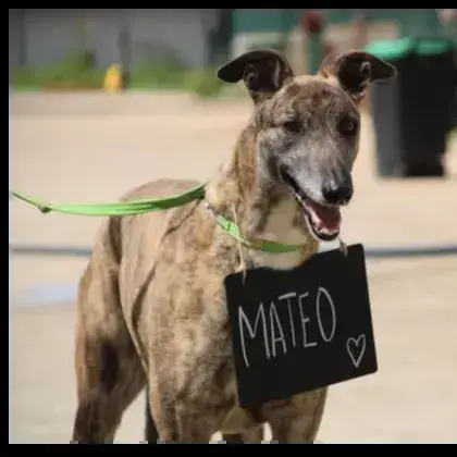 Mateo