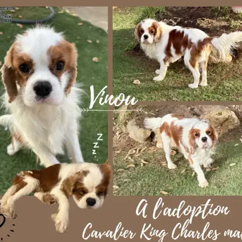 Vinou