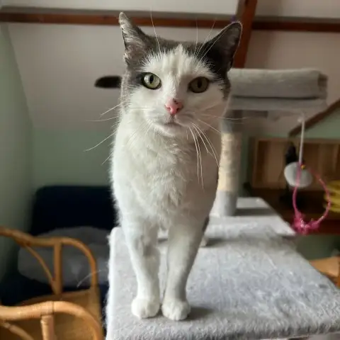 Lucille