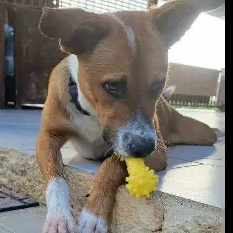 Aloka Le Beau Gosse Créole
