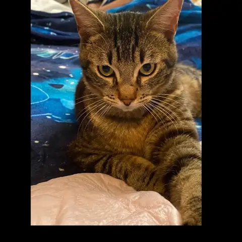 Azrael