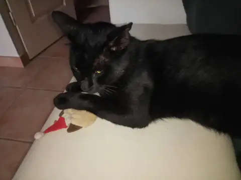 Blackie En Action De Parrainage