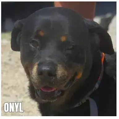 Onyl