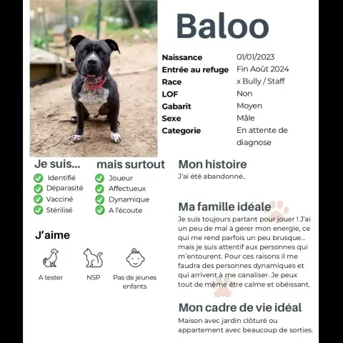 Baloo