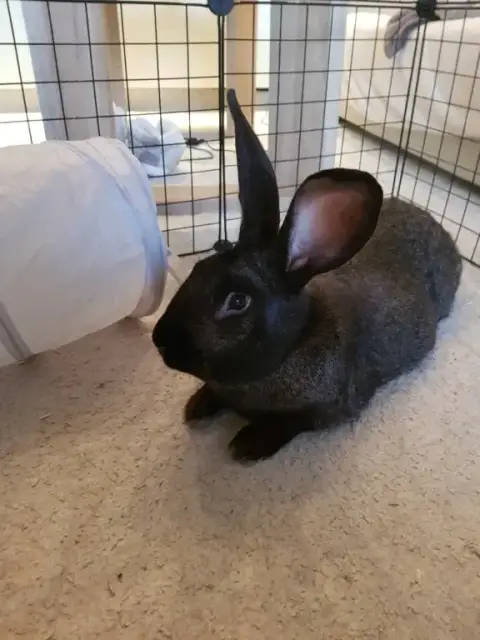 Reglisse photo 3