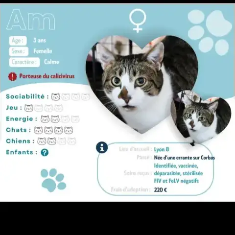 Am