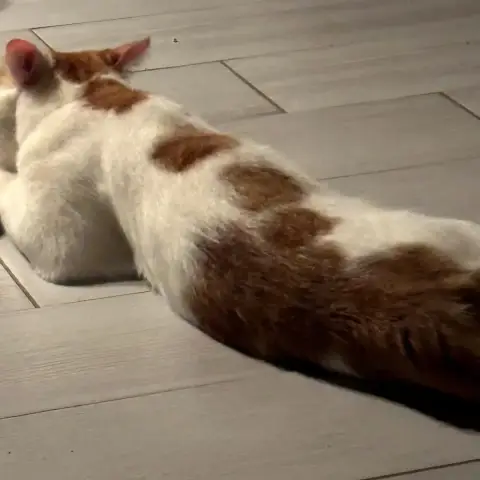 Tigrou photo 2