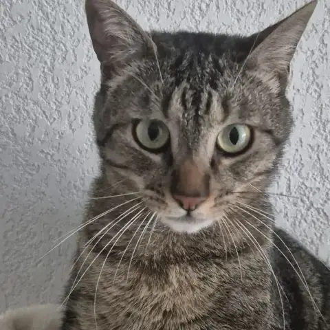 Minou