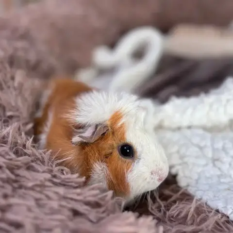 Nala photo 3
