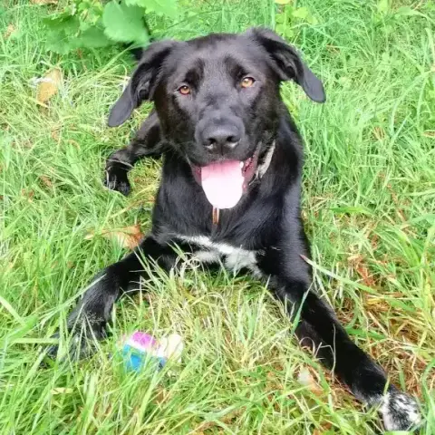 Blacky