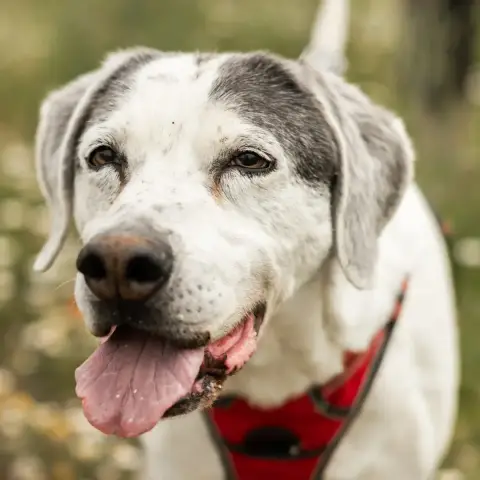 Tyson photo 3