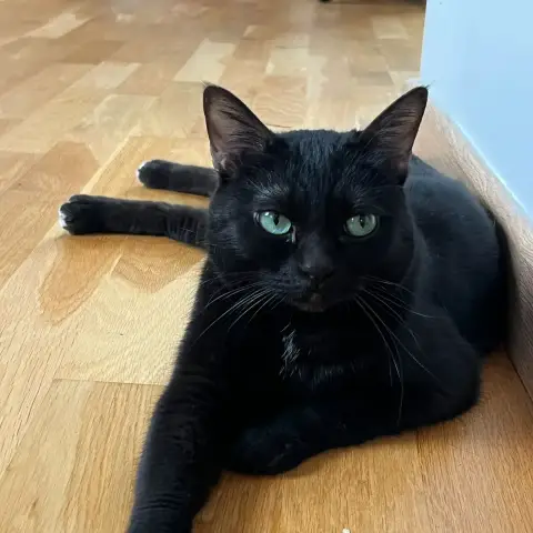 Bella