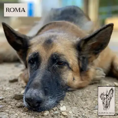 Roma photo 3