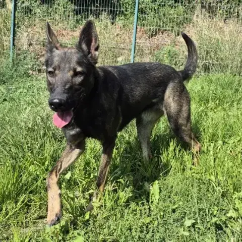 Naya