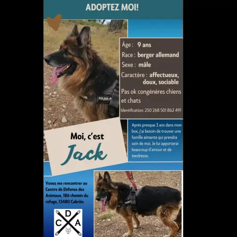 Jack 2 photo 2