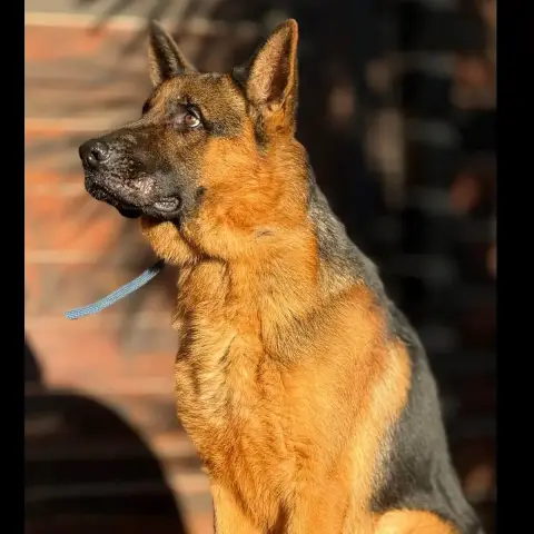 Tyson photo 3