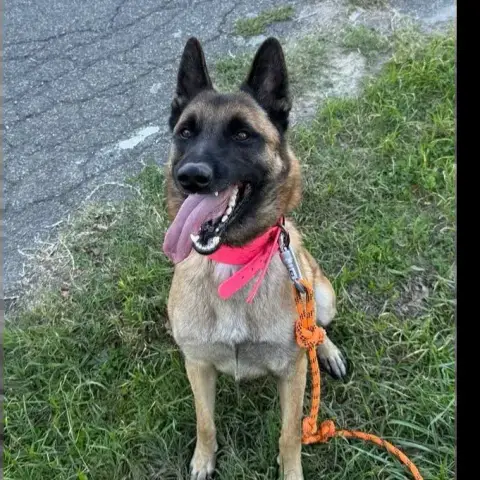 Rex