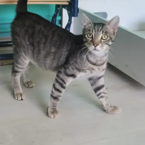 Meowrice photo 3