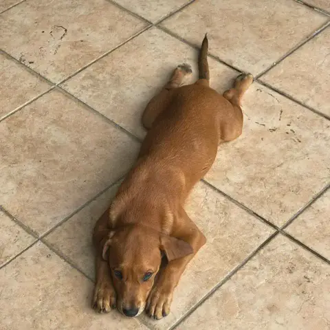 Benji