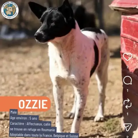 Ozzie