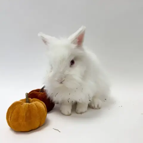 Wasabi