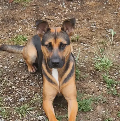 Zazu photo 2