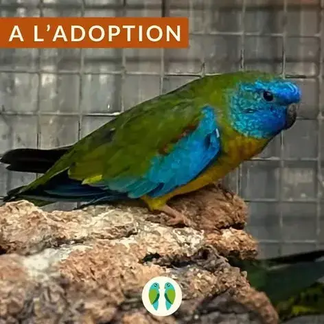 Loki