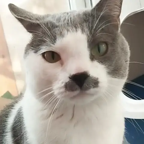 Titi