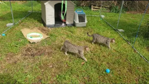 Safari Samba 2 Chats Frères