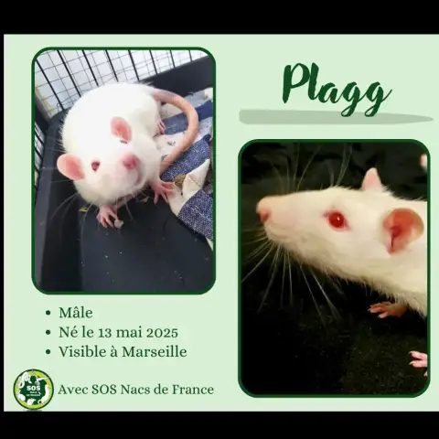 Plagg