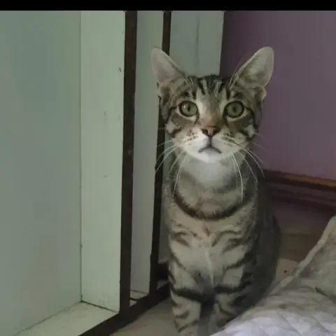 Meowrice