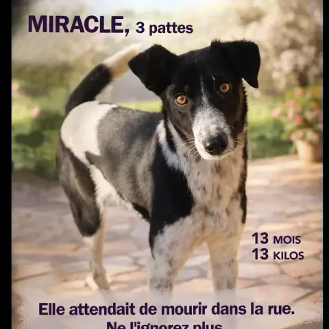 Miracle