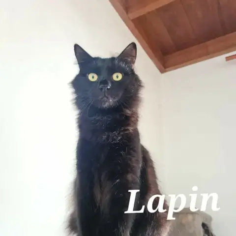 Lapin photo 2