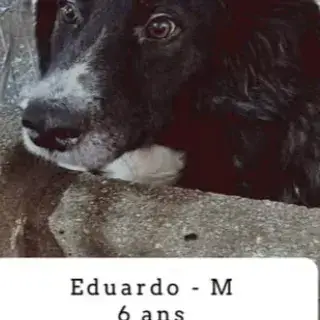 Eduardo photo 2