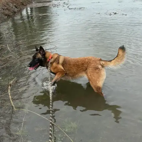 Laika photo 2