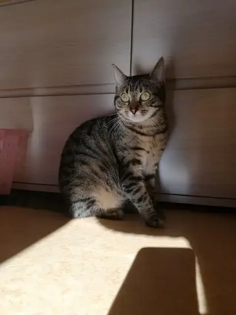 Sherkana photo 3