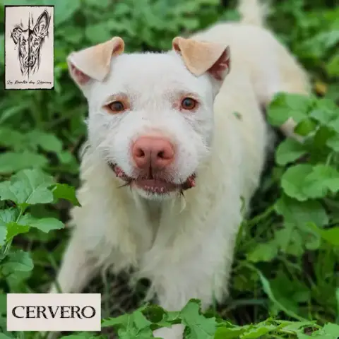 Cervero photo 2
