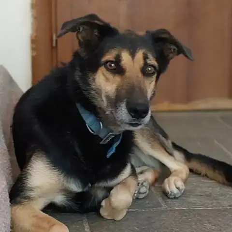 Nala