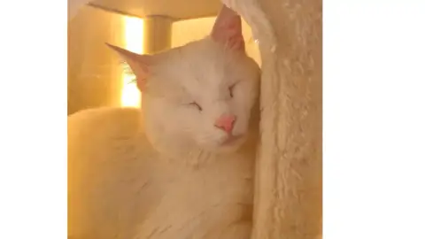 Casper photo 3