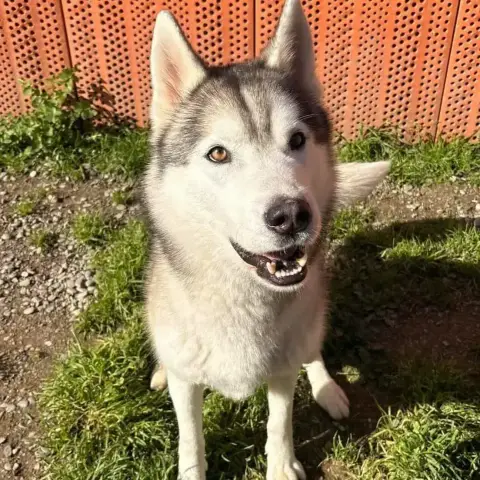 Pumba