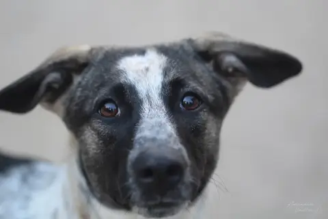 Kika