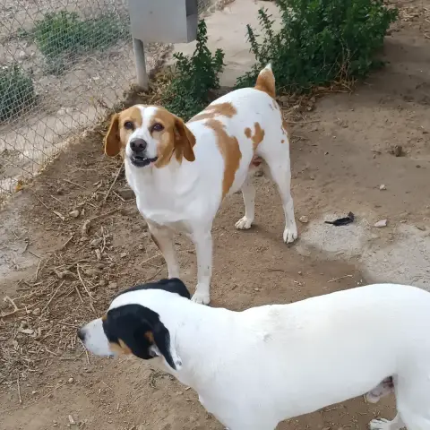 Cata